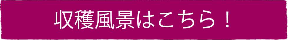 収穫風景はこちら！