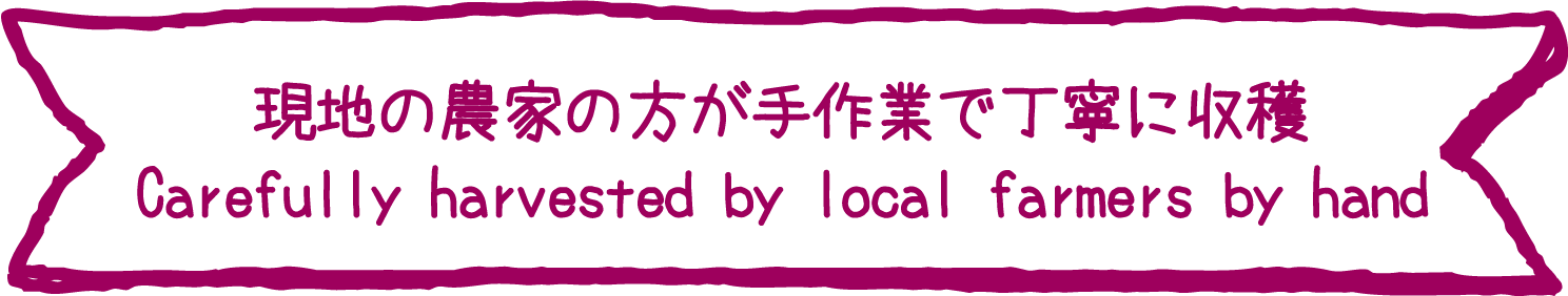 現地の農家の方が手作業で丁寧に収穫